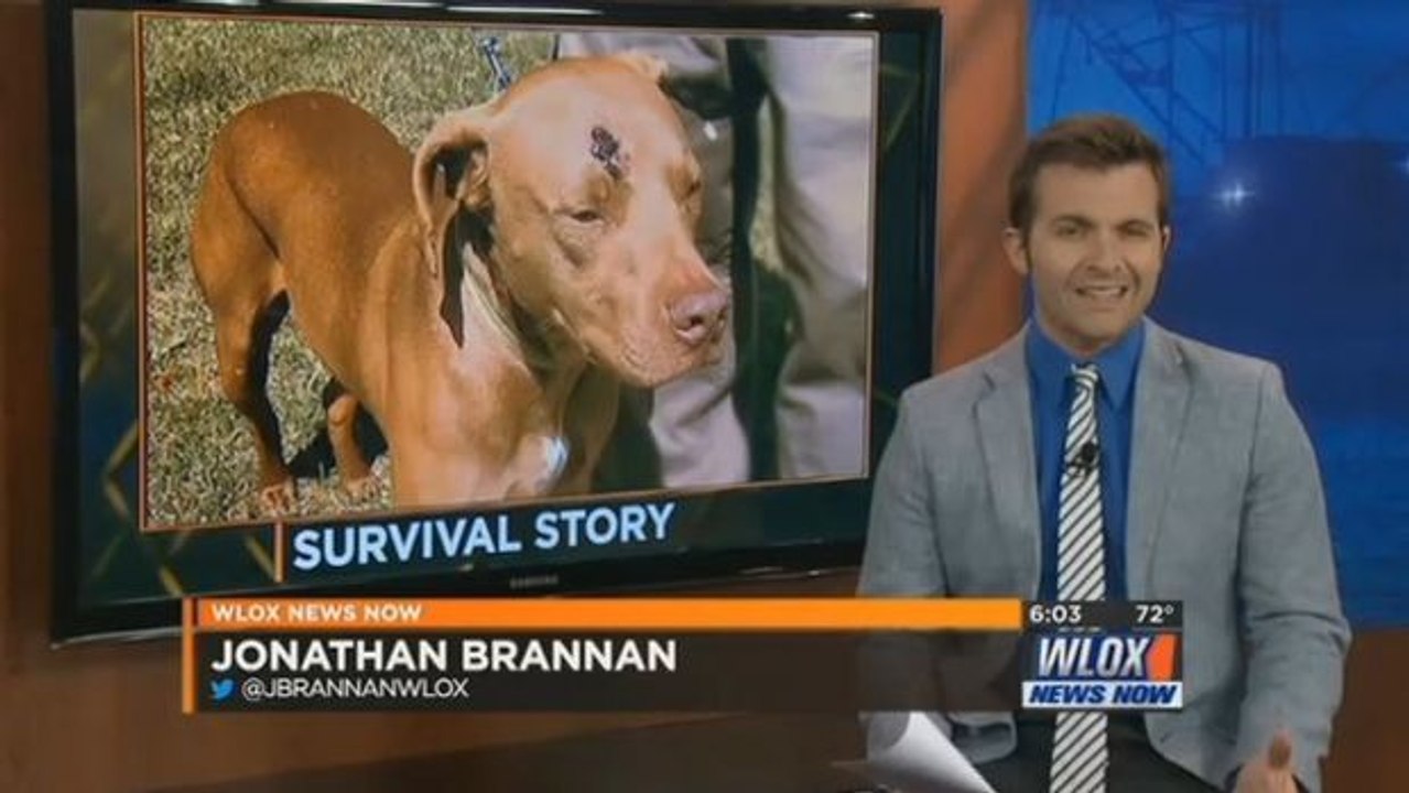 Während seine Besitzer Opfer eines Einbruchs wurden, handelte dieser Hund wie ein wahrer Held