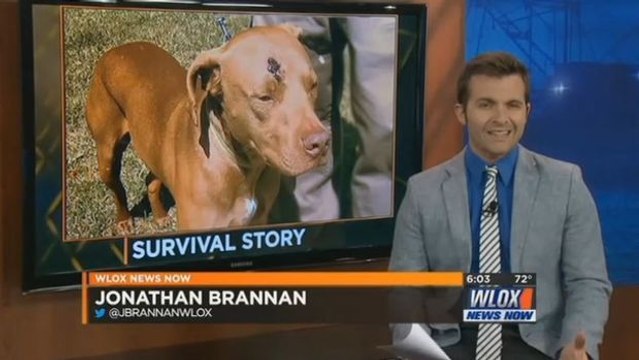 Während seine Besitzer Opfer eines Einbruchs wurden, handelte dieser Hund wie ein wahrer Held