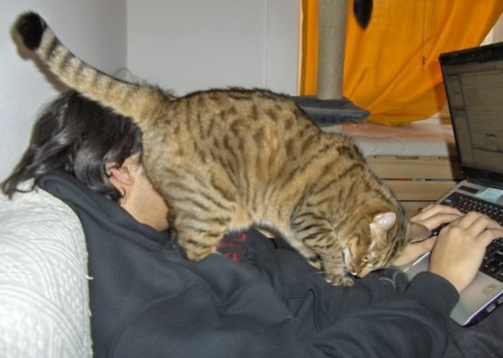 Warum Dir Deine Katze beim Streicheln den Hintern zeigt