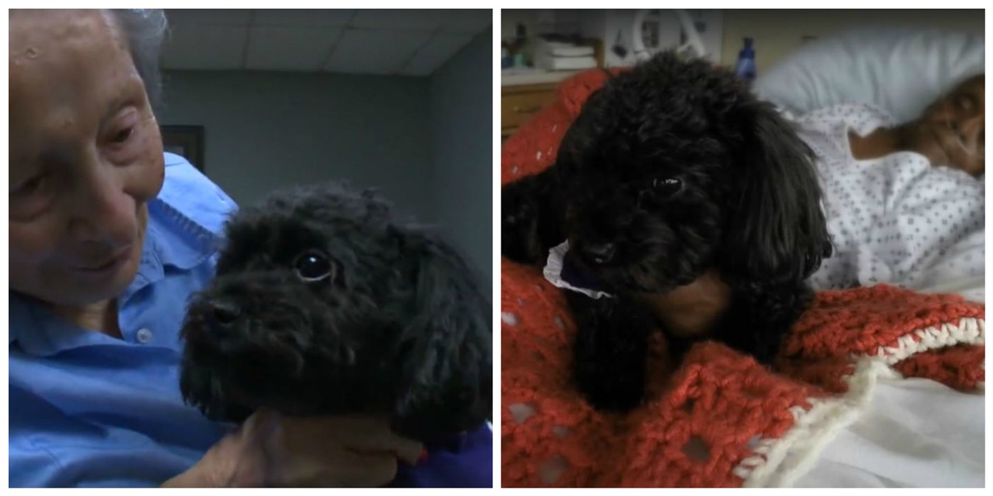 Ein pudel als ständiger besucher in einem altenpflegeheim