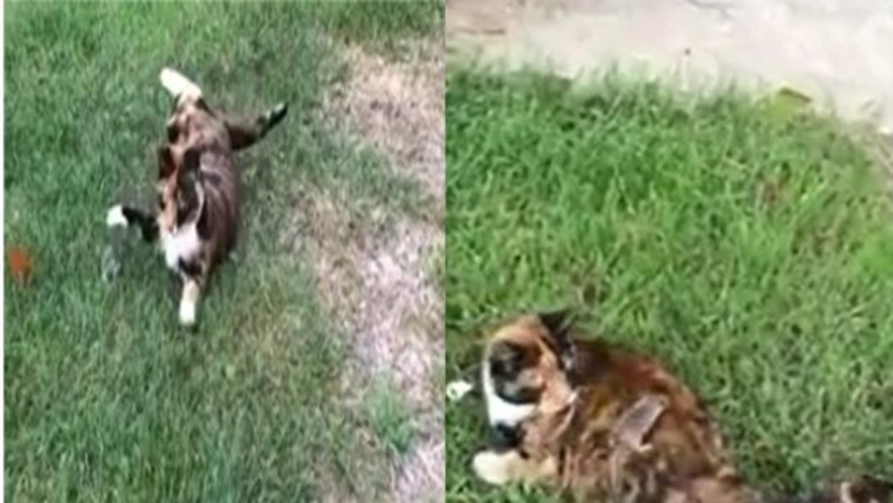 Wer sagt, dass Katz und Maus sich immer spinnefeind sind?