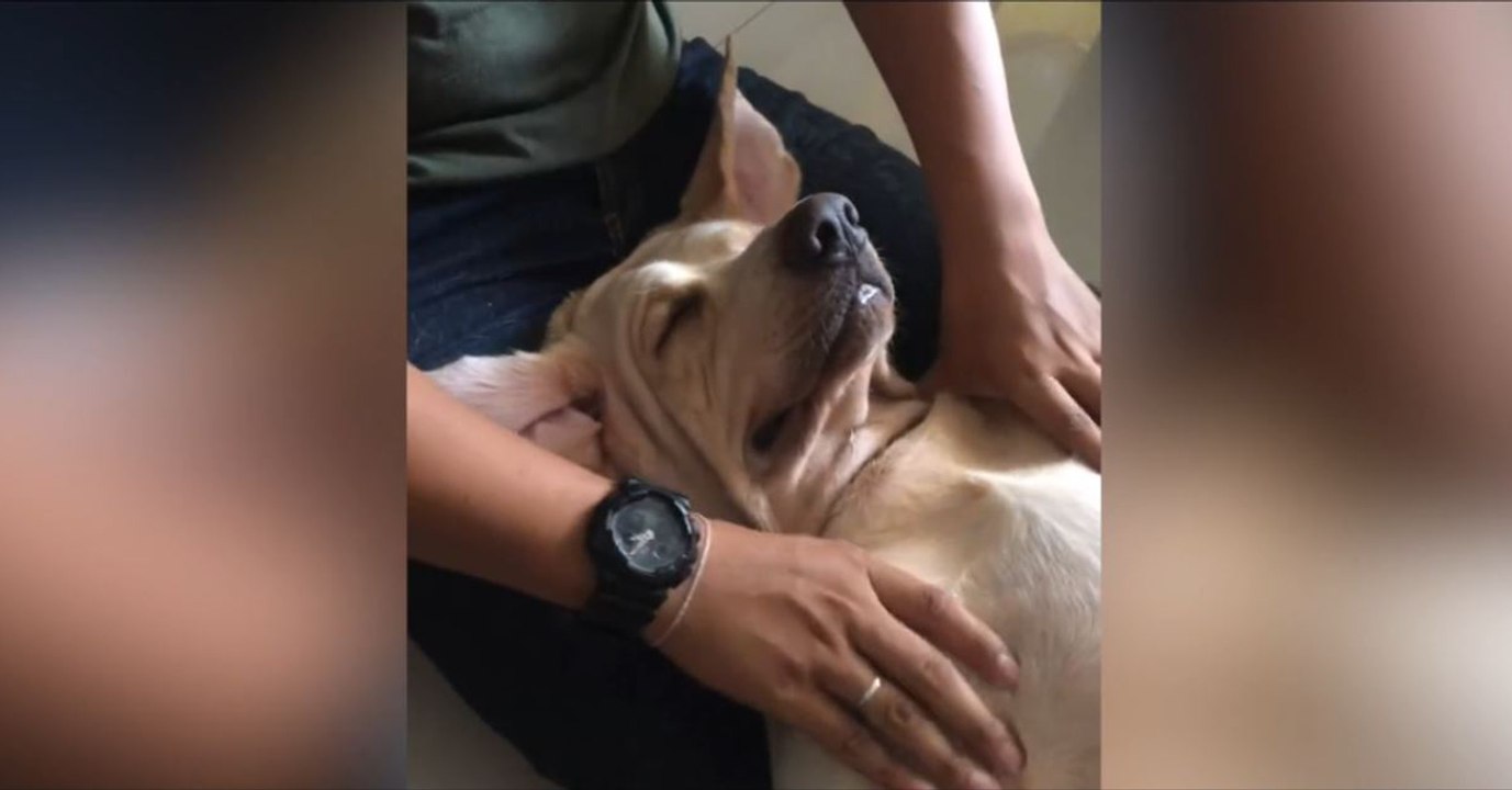 Dieser Hund genießt es ganz offensichtlich, massiert zu werden