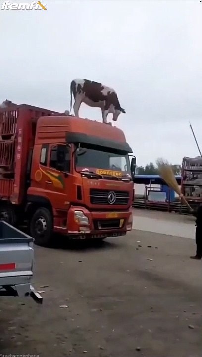 Mais que fait cette vache sur ke toit du camion ???