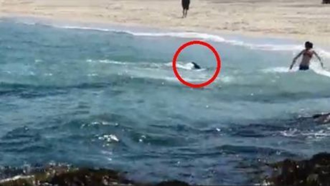 Ihr denkt Delfine wären gutmütige Tiere?