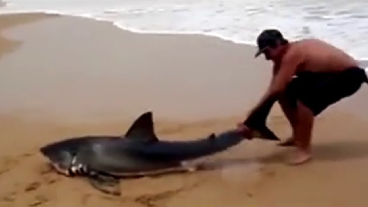 Kinder schreien nach ihrem Vater, als sich der Hai plötzlich bewegt