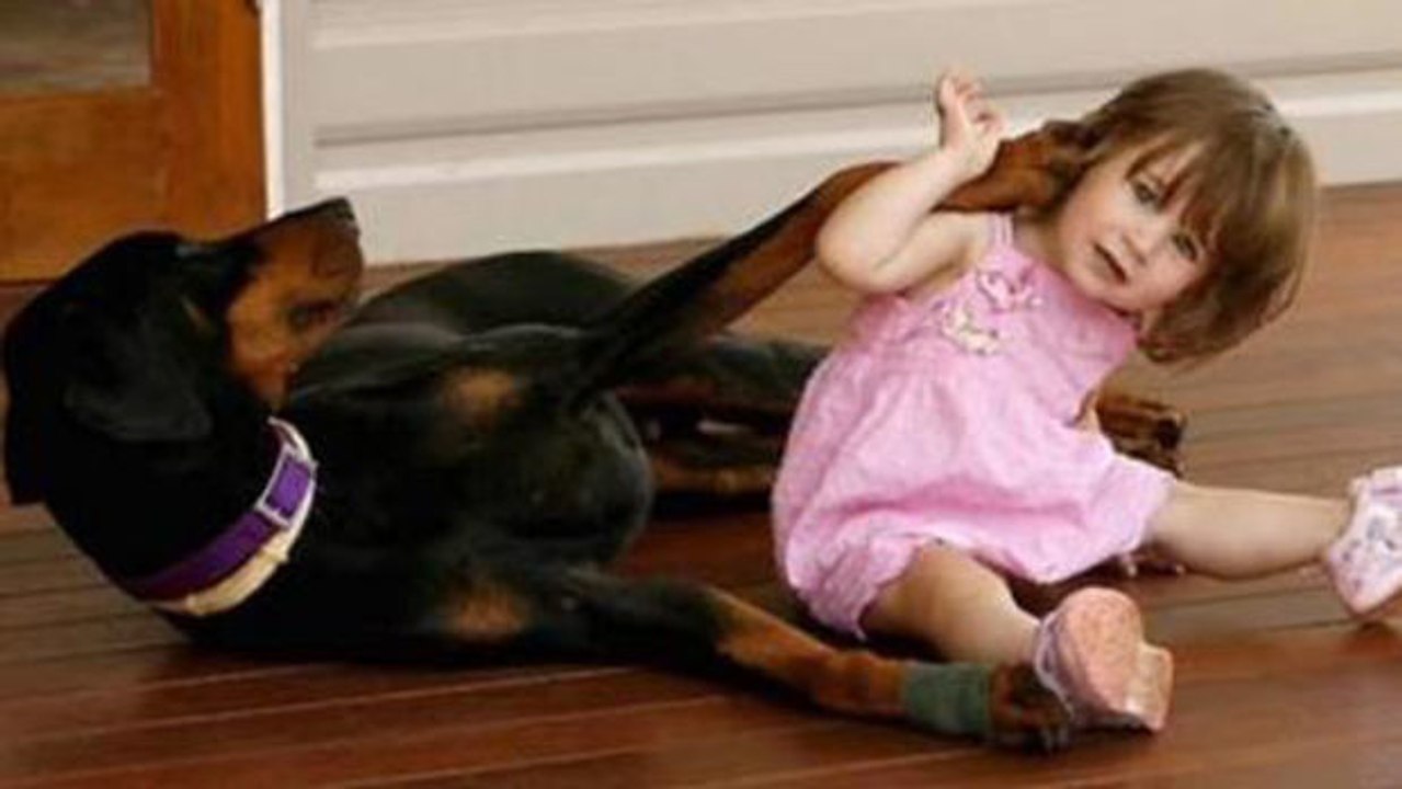 Der Dobermann Khan hat ein kleines Mädchen vor einem Schlangenbiss gerettet