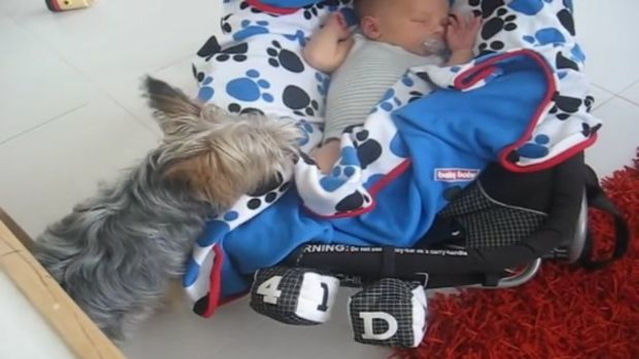 Dieser entzückende Yorkshire Terrier deckt ein Baby zu, das ohne Decke eingeschlafen ist