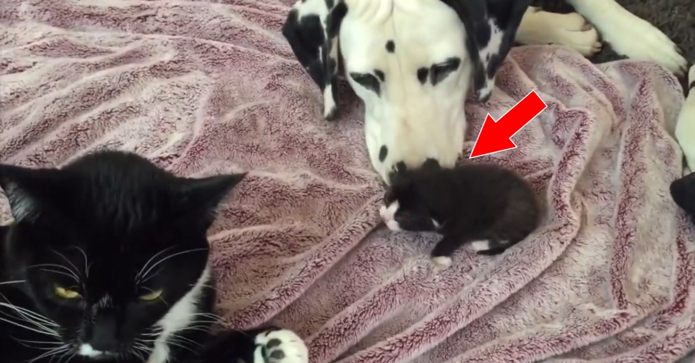 Eine Katze vertraut ihr Junges zwei Dalmatinern an
