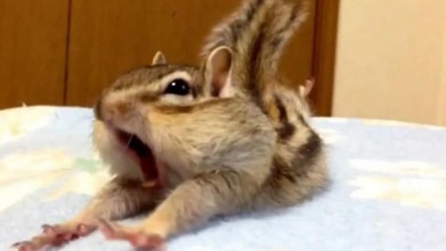 Dieses Streifenhörnchen liebt sein neues Bett