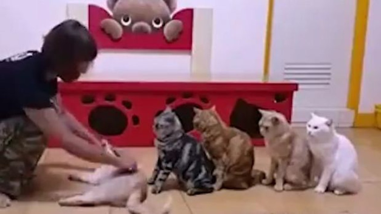 Für diese besondere Behandlung stehen die Katzen Schlange