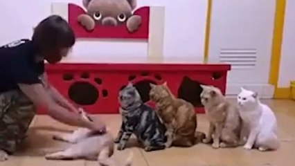 Für diese besondere Behandlung stehen die Katzen Schlange