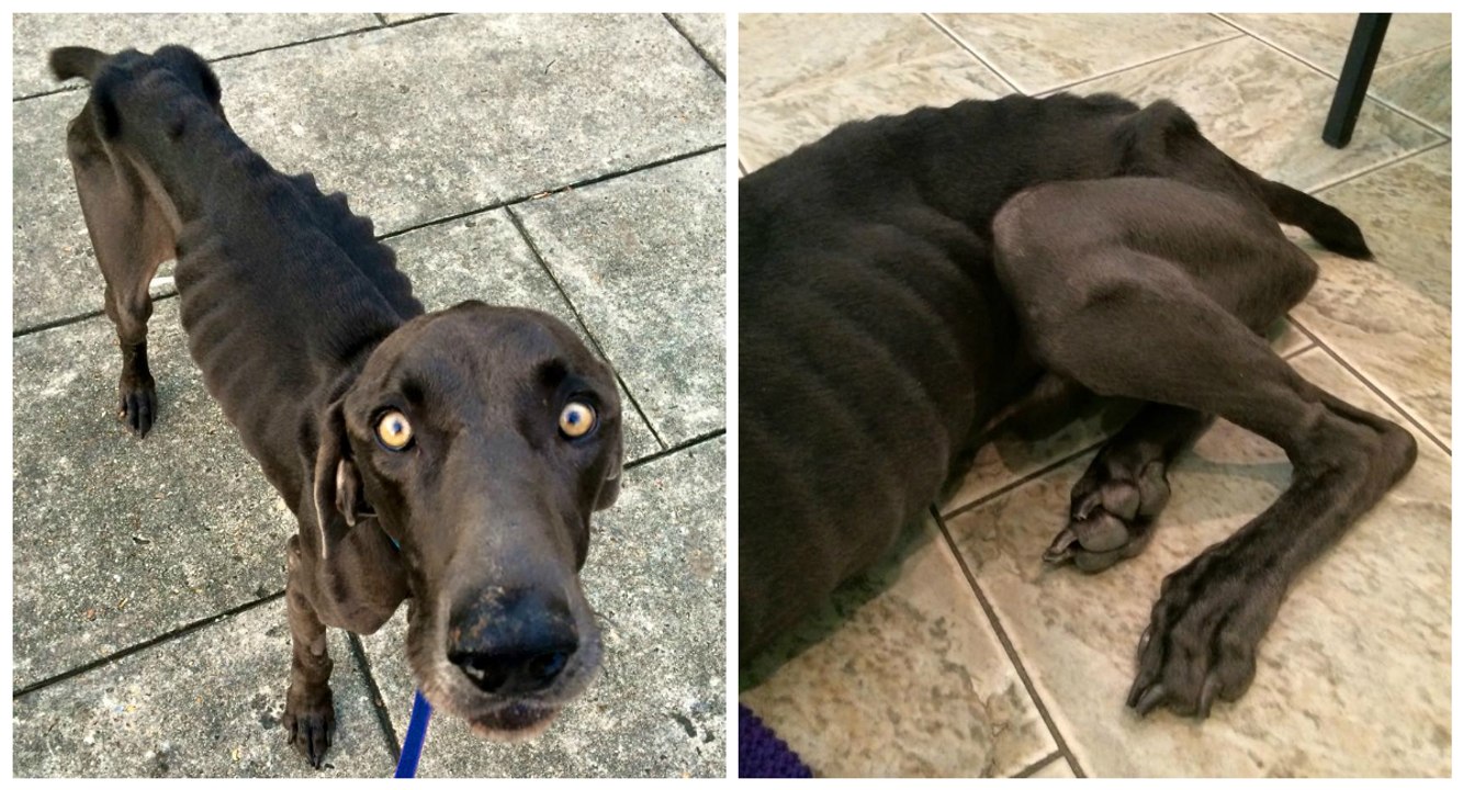 In seinem Magen waren nur Steine. Der Grund wird euch das Herz brechen