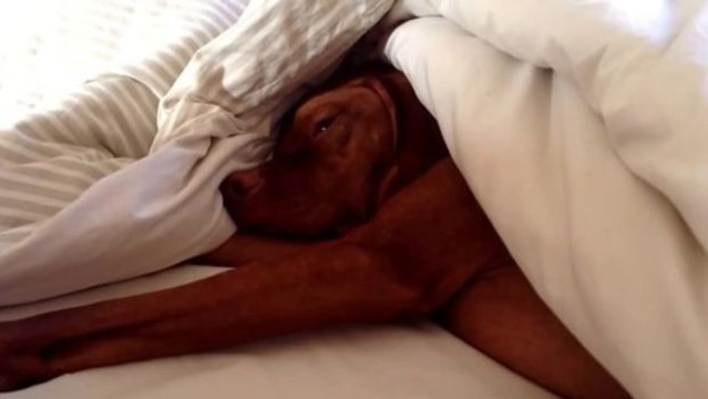 Dieser müde Hund wird morgens durch den Wecker geweckt