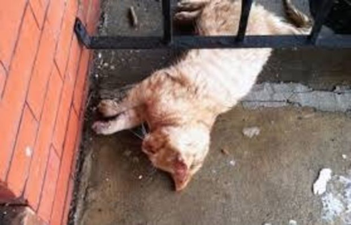 Dieser Mann findet eine fast erfrorene Katze unter seiner Veranda, und was er dann tat, rettete ihr Leben