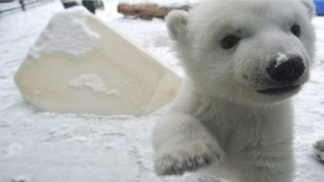 Ein Eisbär sieht zum ersten Mal Schnee
