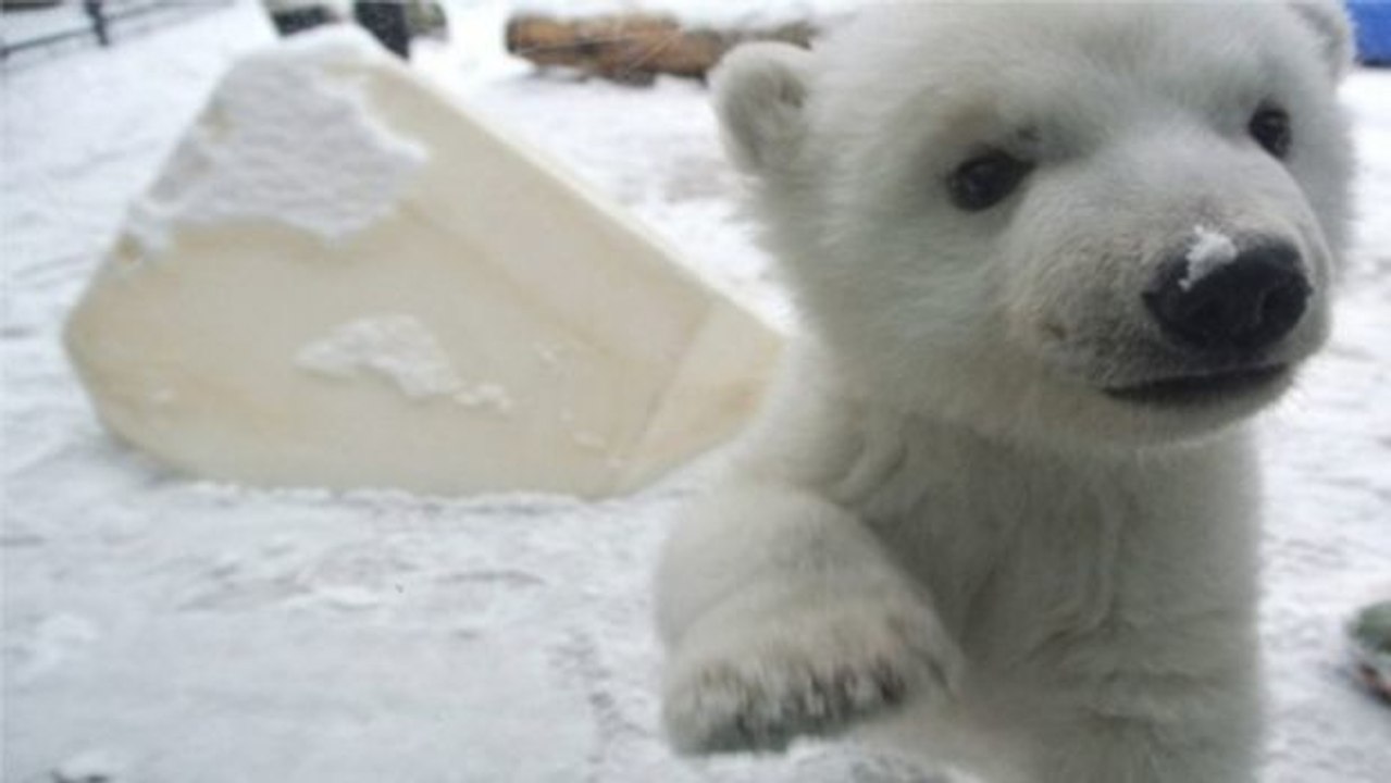 Ein Eisbär sieht zum ersten Mal Schnee