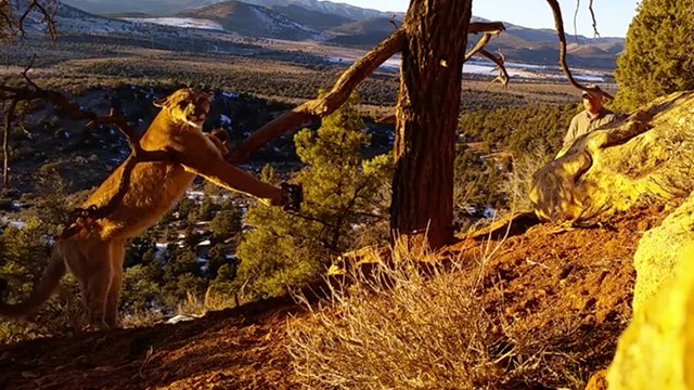 Sie entdecken einen gefangenen Puma und begeben sich in Lebensgefahr