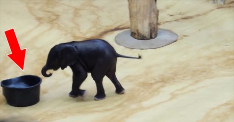 Dieser kleine Elefant braucht eine Abkühlung!