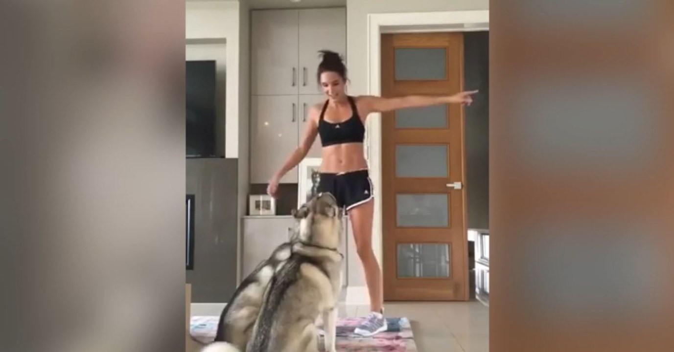 Diese Huskys wollen auch eine Runde Sport treiben!