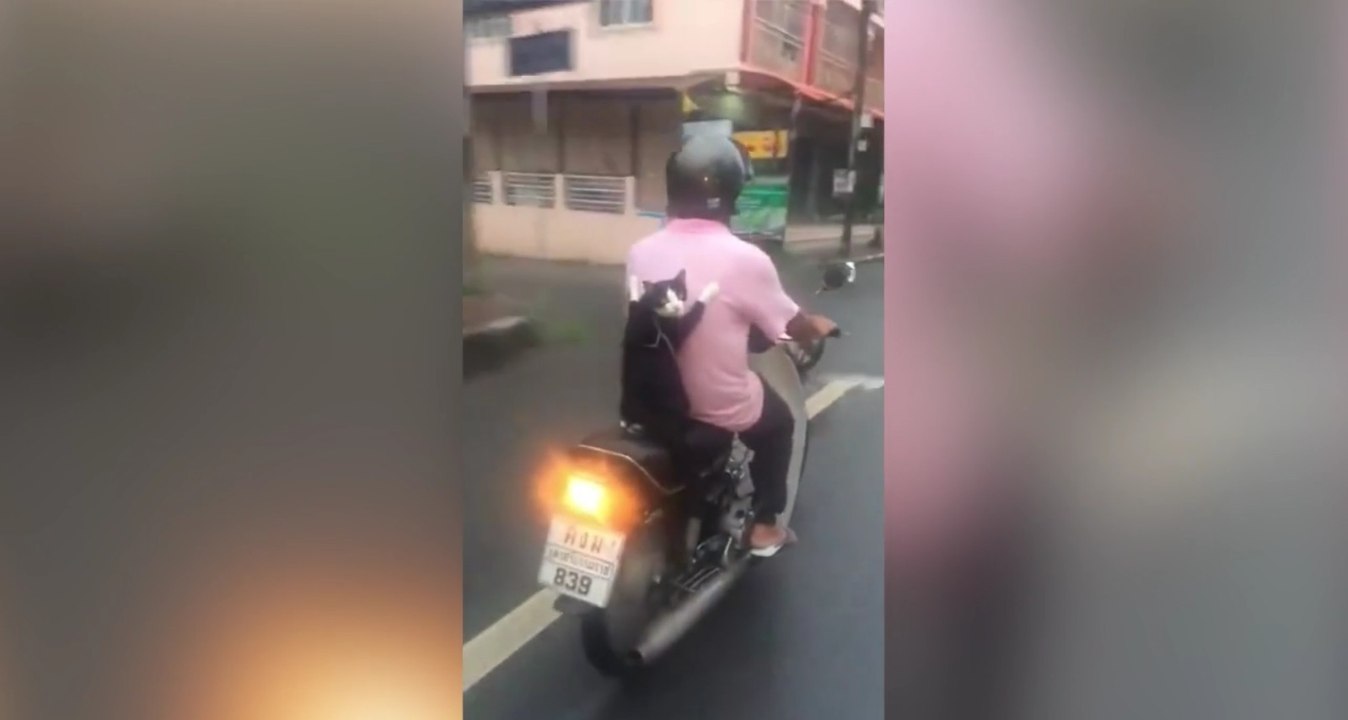 Sitzt ne Katze hinten auf dem Motorrad...