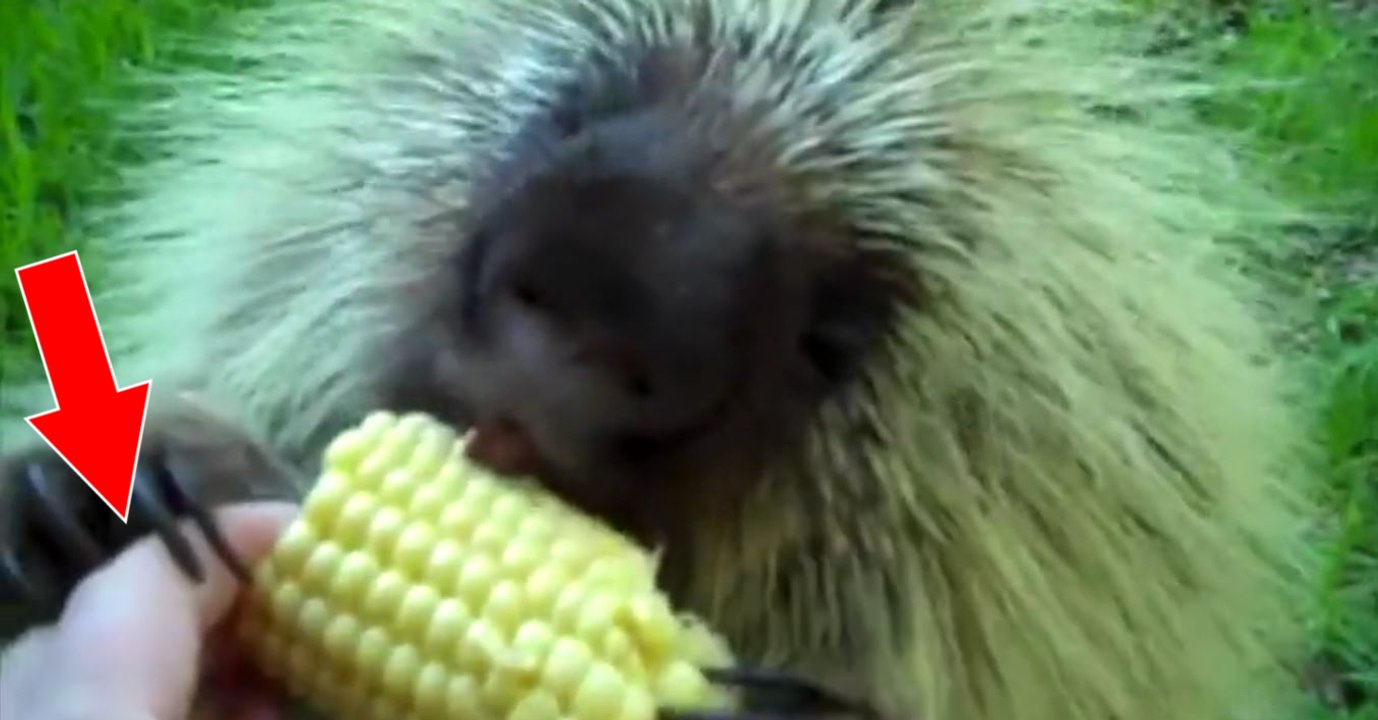 Dieses stachelschwein verspeißt genussvoll einen maiskolben und verteidigt ihn