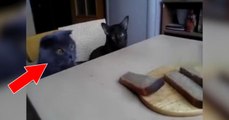 Diese süßen Katzen möchten das Toastbrot auf dem Tisch stibitzen!