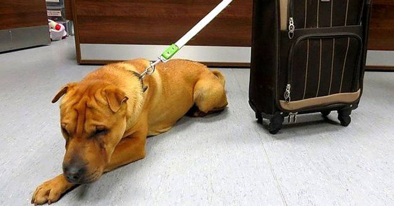 In Schottland wurde ein Hund mit einem Koffer am Bahnhof ausgesetzt