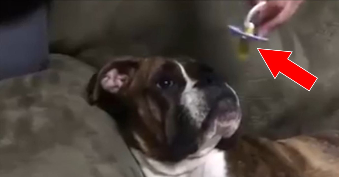 Habt ihr schon einmal ein bulldogge mit einem schnuller gesehen? dann schaut euch einmal das verhalten dieser bulldogge an...