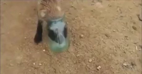 Zwei Männer finden einen Fuchswelpen und befreien ihn von dem Glas, in dem er mit dem Kopf stecken geblieben ist