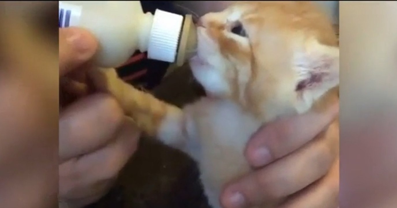 Das kleine Kätzchen ist zum Dahinschmelzen