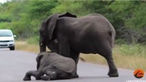 Ein schöner Beweis dafür, dass es auch im Tierreich Emotionen wie Liebe, Treue, Mitleid, Solidarität und Liebe gibt