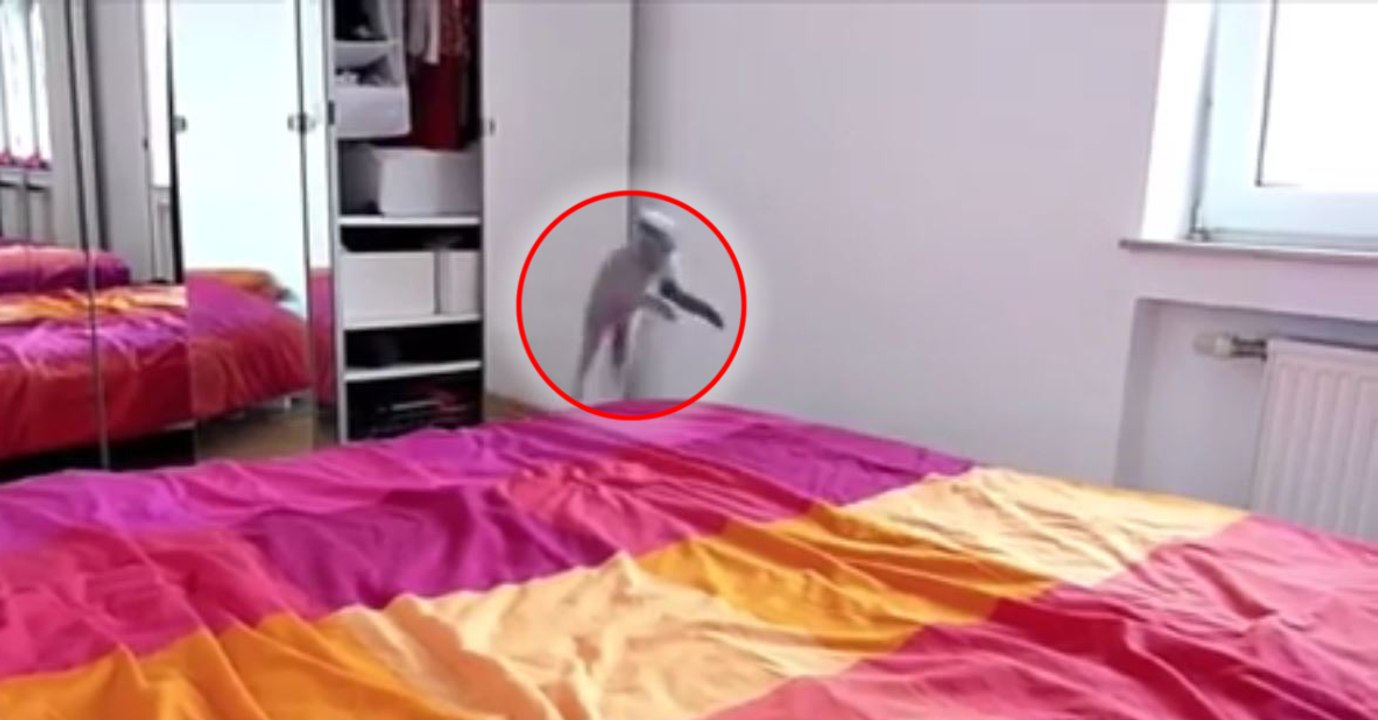 So ein buntes Bett ist für ein kleines Kätzchen schon etwas Schönes!