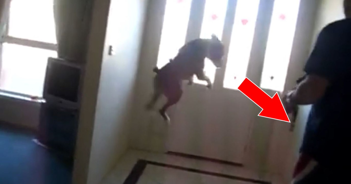 Als sein Herrchen ihn fragt, ob er Gassi gehen will, hat dieser Boxer eine urkomische Reaktion