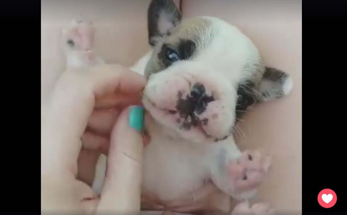 Die niedlichste Baby-Bulldogge aller Zeiten!