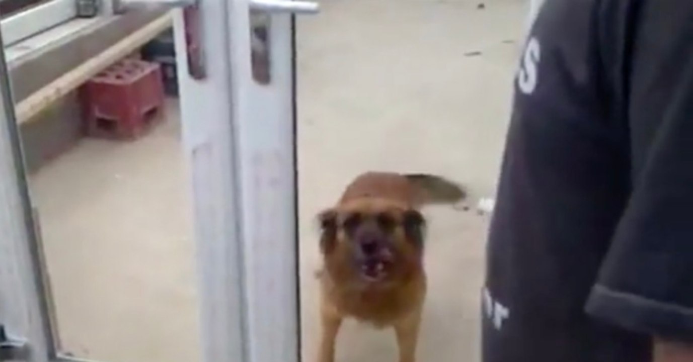 Der Hund wartet vor der Tür, doch seine Besitzer lachen ihn nur aus