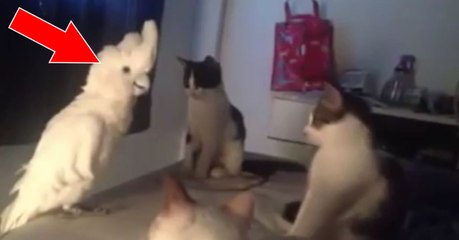 Der Kakadu hat den Katzen etwas zu sagen. Als er loslegt, können seine Freunde es nicht glauben!