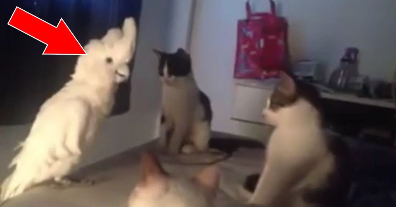 Der Kakadu hat den Katzen etwas zu sagen. Als er loslegt, können seine Freunde es nicht glauben!