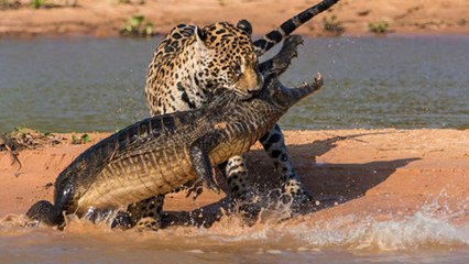 Download Video: Ein unglaubliches Schauspiel der Natur in Brasilien: Angriff eines Jaguars auf einen Kaiman