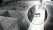 Eine Kamera filmt eine Hündin, die nachts im Tierheim ausbricht... Doch wo geht sie nur hin?