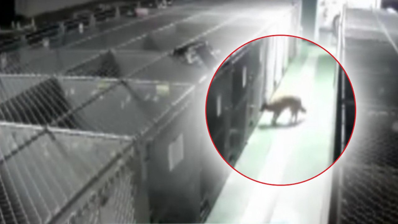 Eine Kamera filmt eine Hündin, die nachts im Tierheim ausbricht... Doch wo geht sie nur hin?