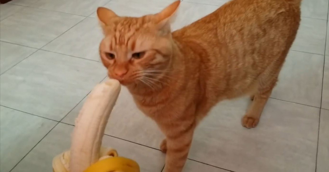 Dieses Kätzchen hat Hunger und isst eine Banane