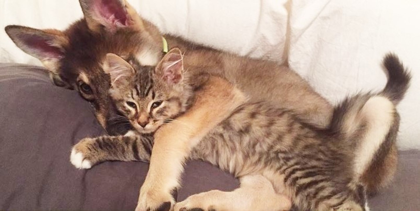 Sie geht mit ihrem Hund ins Tierheim, damit er sich dort einen Freund aussucht... Was dann passiert, ist unglaublich!