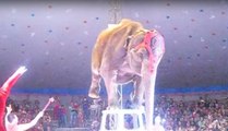 Weißrussland: Drama um Elefanten während einer Zirkus-Show