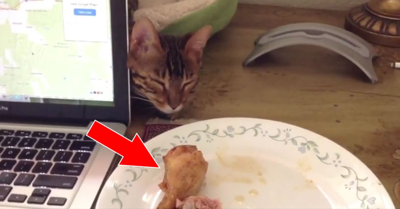 Die Katze sitzt vor dem Teller Essen. Ihre Reaktion ist super witzig!