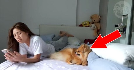 Descargar video: Dieser Hund sucht verzweifelt die Aufmerksamkeit seines Frauchens, doch dann,...