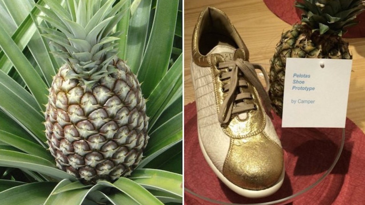 Piñatex: Ein Leder aus Ananas-Fasern, das Tierleder ersetzen könnte