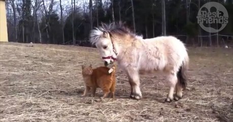 Katze und Pony schließen Freundschaft