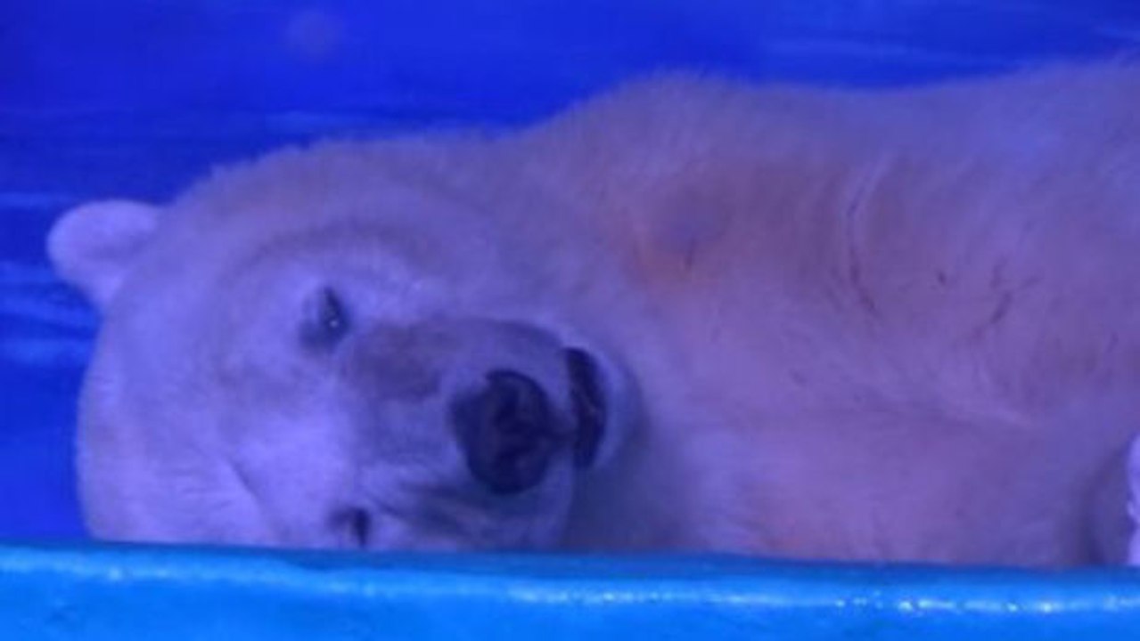 Dieser Eisbär fristet ein trauriges Dasein in einem Einkaufszentrum in China, um für Selfies missbraucht zu werden