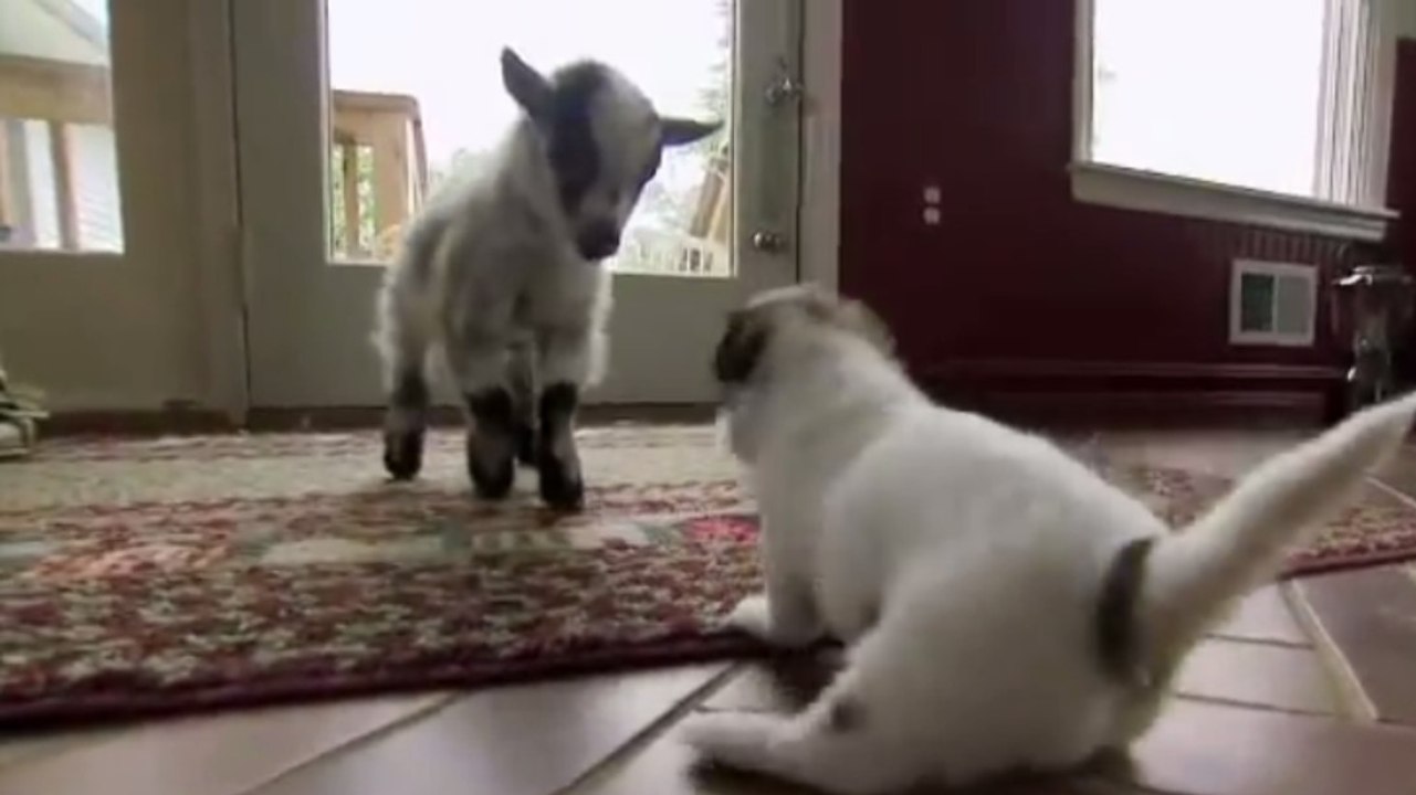 Begegnung eines Zickleins mit einem Wurf junger Hunde