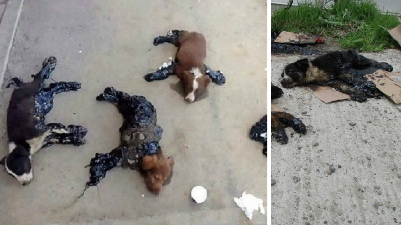 Grausige Entdeckung in Rumänien: Vier Welpen mit Teer an der Straße festgeklebt